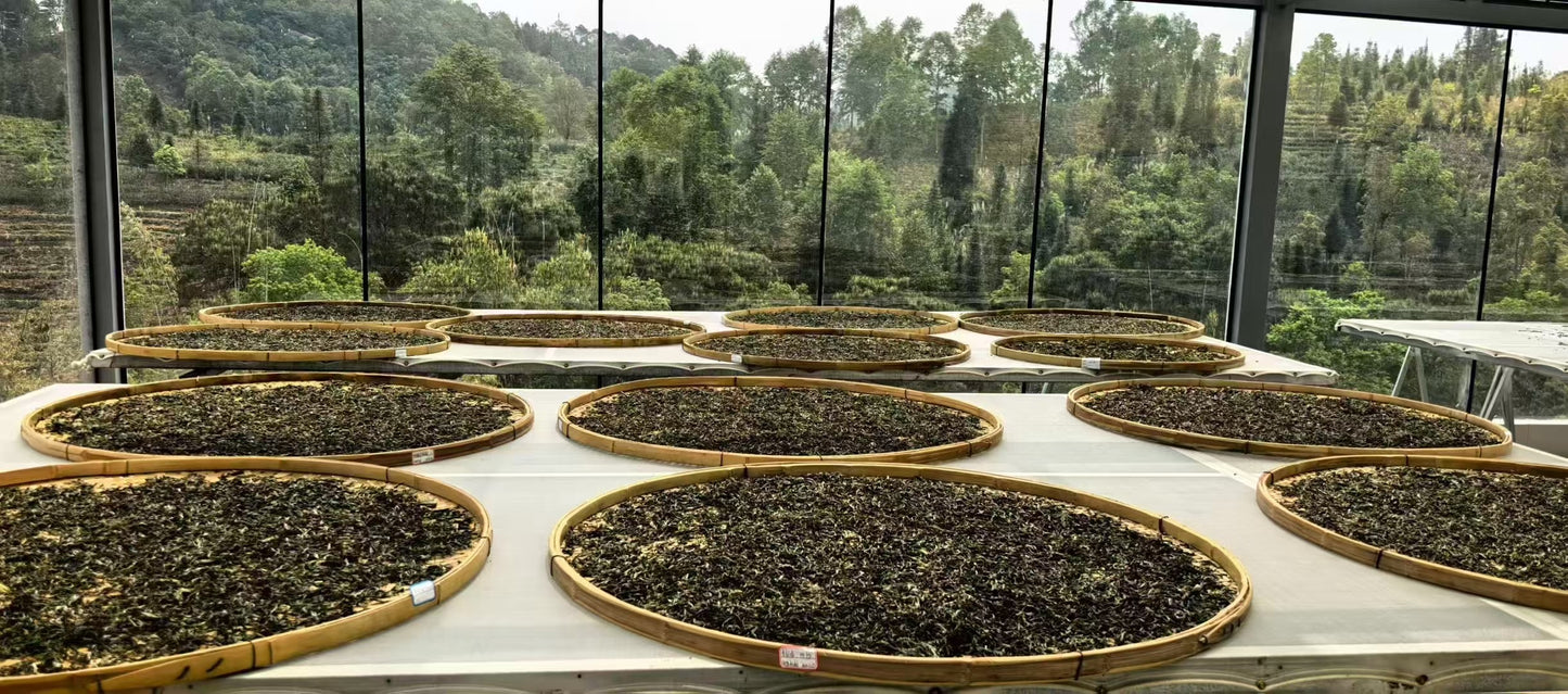 Cang Sui Pavilion BingDao Laozhai Ancient Tree Pu'er Tea Raw Tea